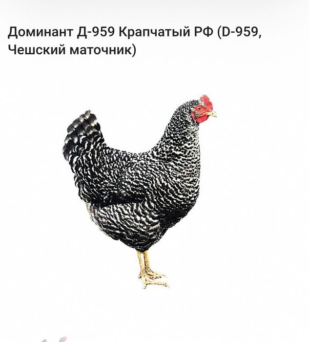 Инкубационое яйцо Доминант.