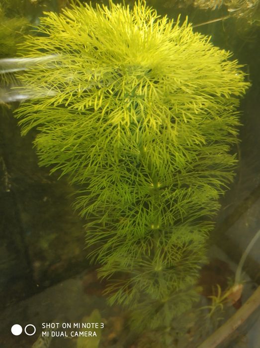 Аквариумные растения