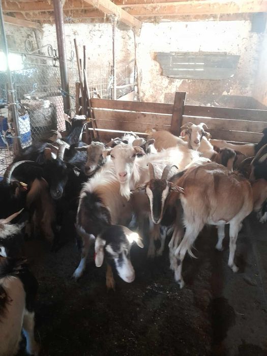 Vand capre,țap si iedițe