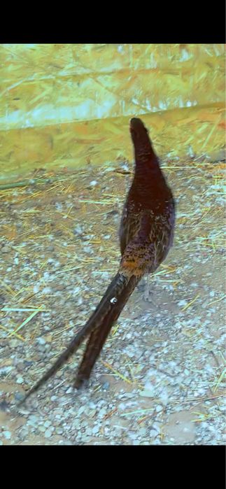 Vand gaini pitice , iepuri , fazani , papagli micul alexandu