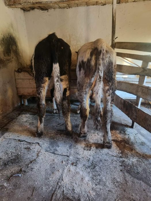 Vând  doi viței foarte  buni