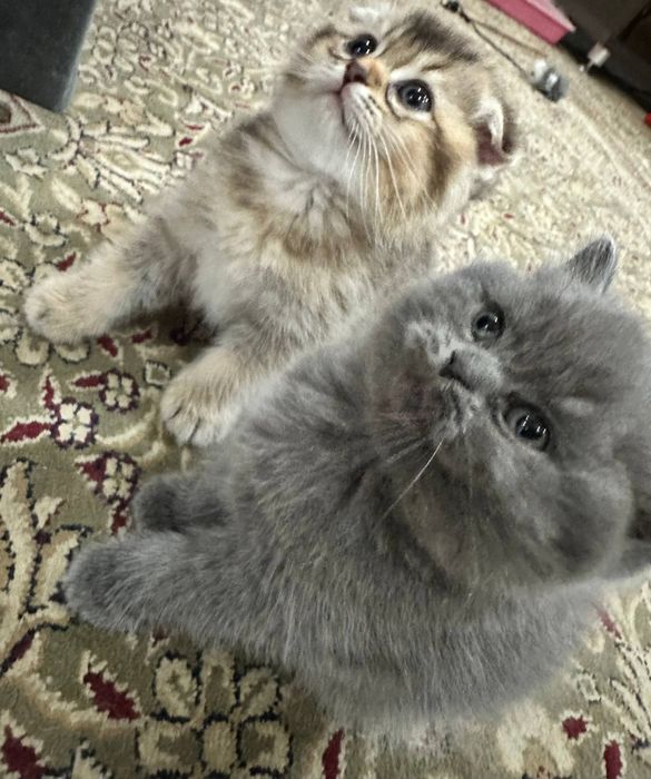 шотландский скоттиш-фолд и золотая шиншилла