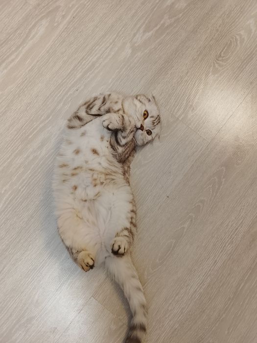 кошка скоттиш страйт