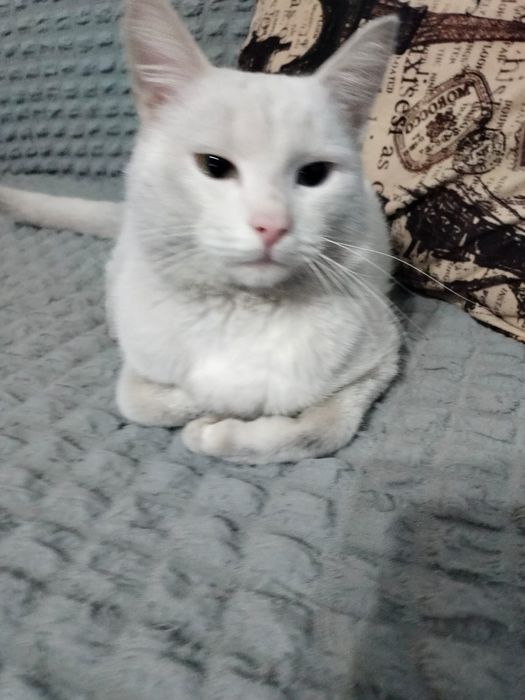 Отдам кота в добрые руки