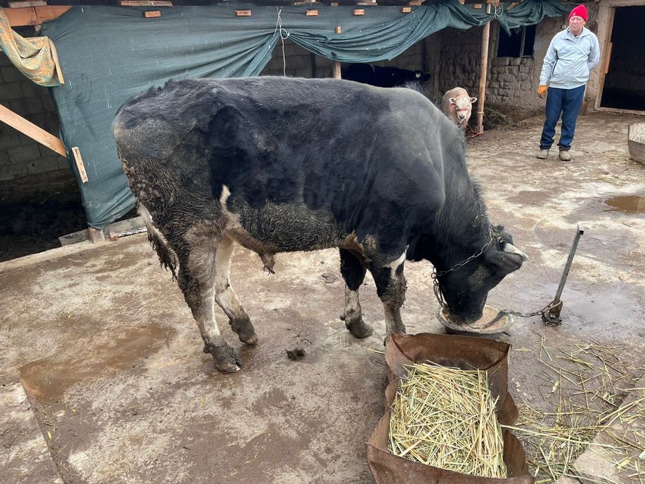 Бұха сатылады екі жасар бағ бір милион