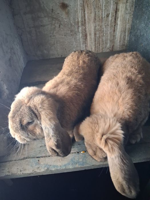 Vând mascul berbec german