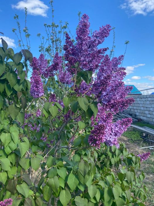 Сирень пышная ароматная