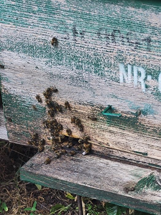 Miere de vânzare din stupina. Naturala