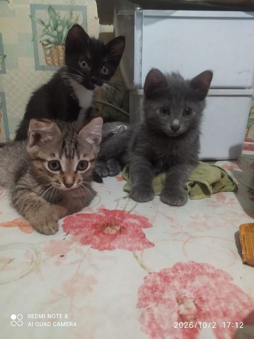 КОТЯТА в добрые руки. пишите на ватсап