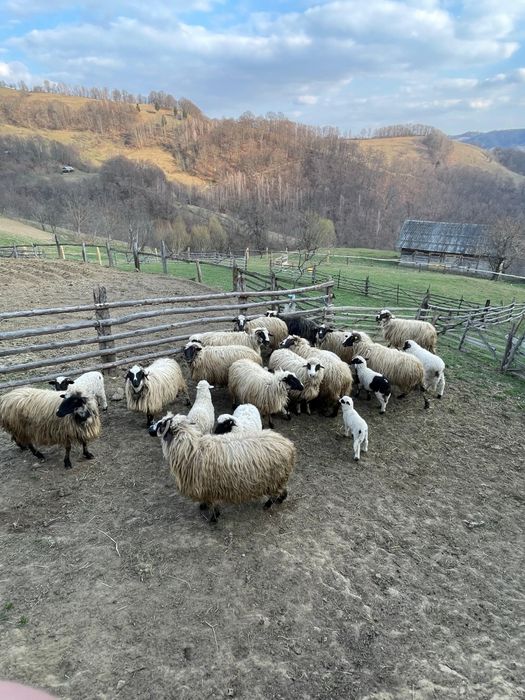 Vând oi 13 milioane bucata