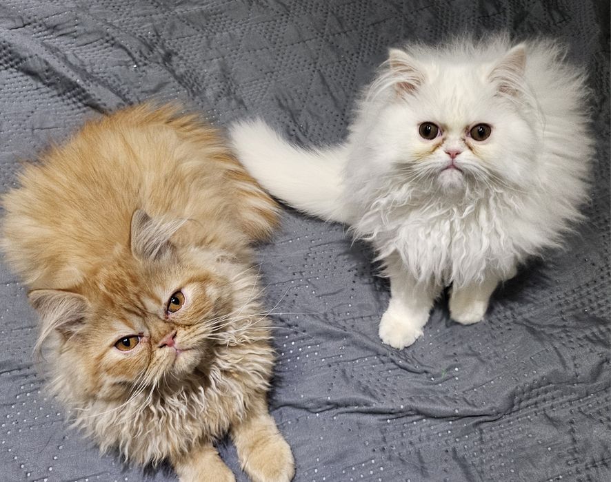Продавам персийски котенца