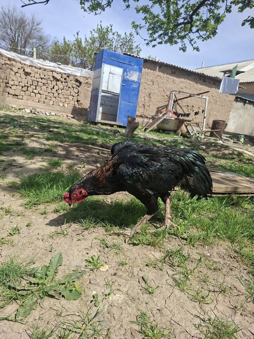 Дакан кораз кытаи