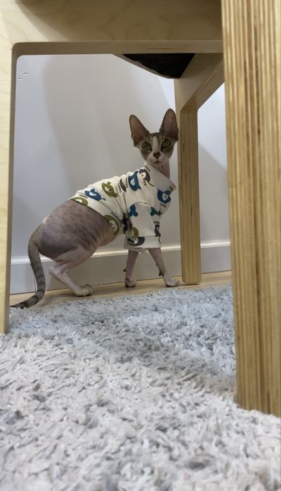 Кошка канадский сфинкс