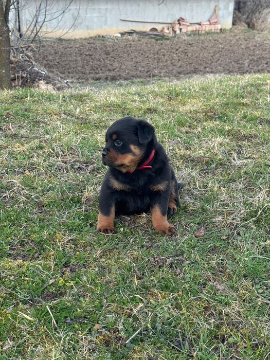 Pui Rottweiler talie mare