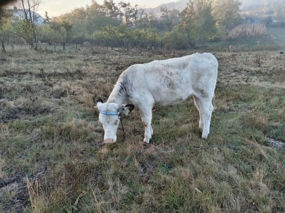 Vând vițica belgian vârstă 10 luni