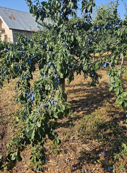 Teren intravilan Sasenii Noi