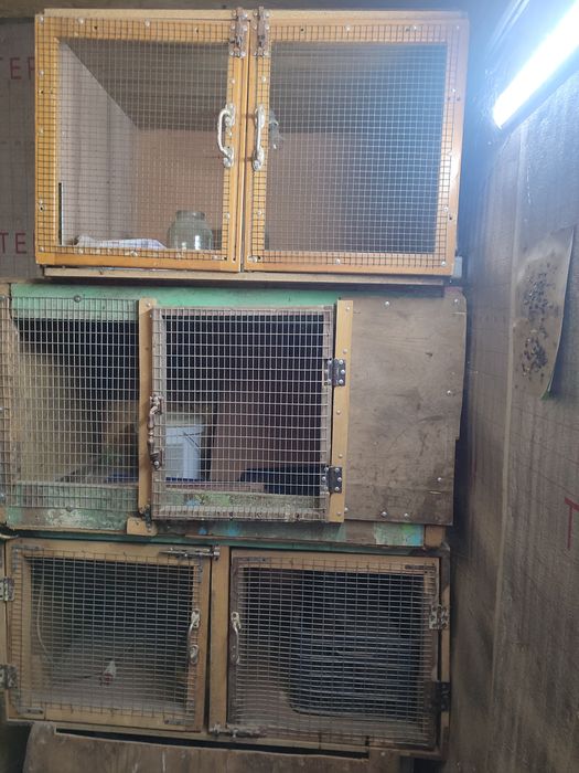 Бруддеры для цеплят