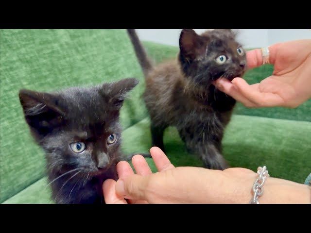 Отдам котят в добрые руки