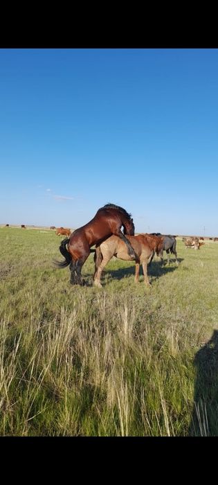 Жеребец полу тяжаловоз
