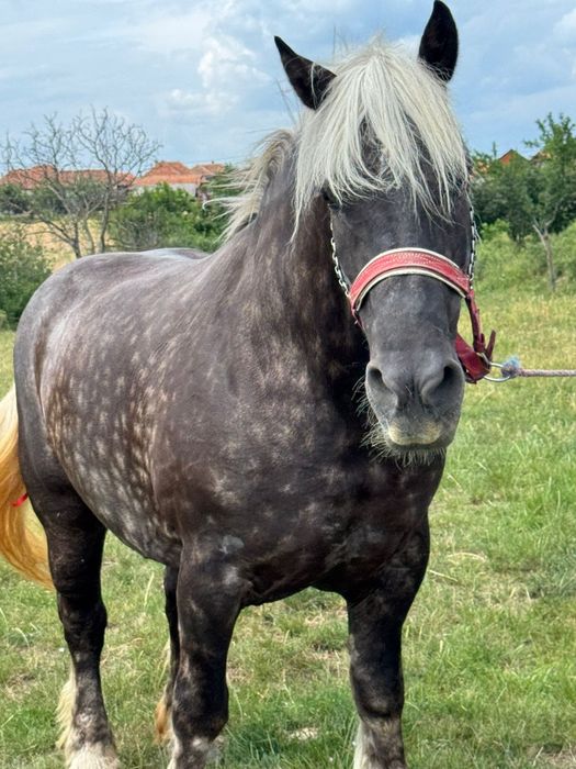 Vând iapă de 7 ani gestanta 170 înălțime
