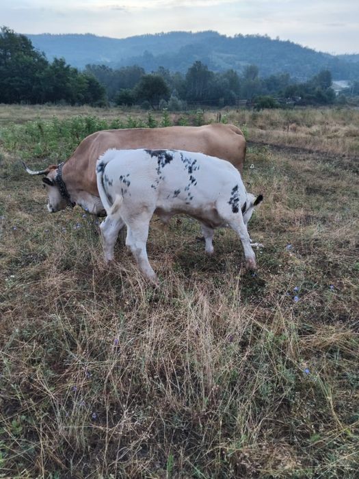 Vaca cu Vitel Albastru Belgian