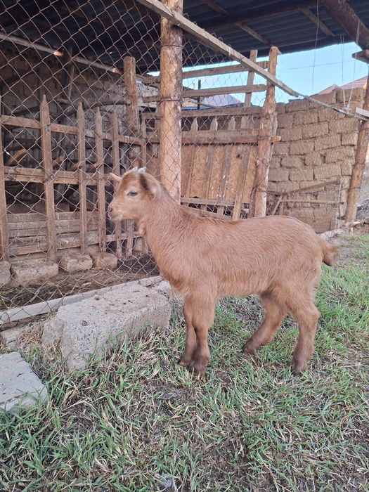 Лақ, занен, ешкі