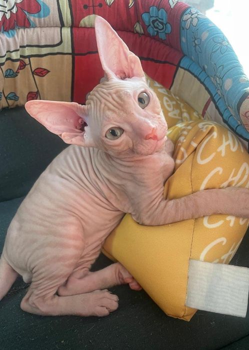 Продаю Донского сфинкса