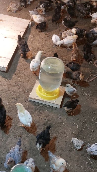 Xar xil turdagi jojalar tovuqlar mavjud