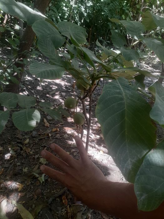 Mevali manzarali daraxtlar gullar bor