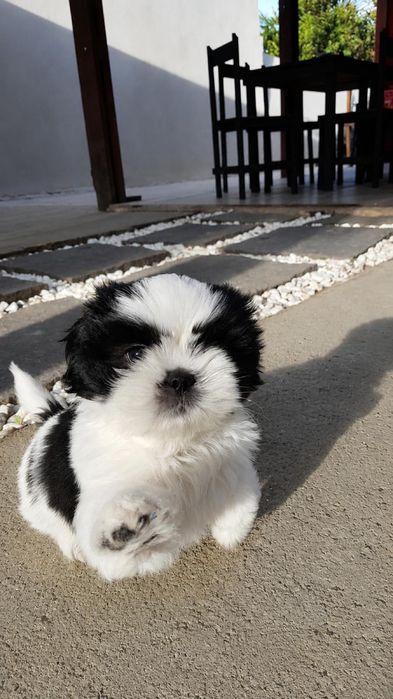 Shih Tzu talie mică mini