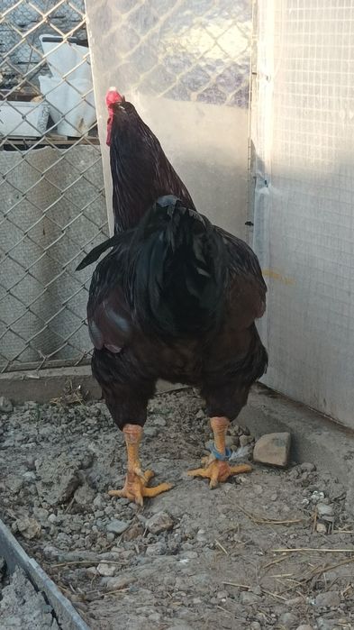 Mascul hybrid Rhode Island cu Combatant Indian