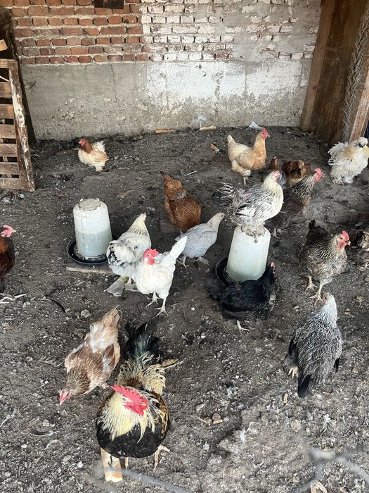Продавам селски кокошки