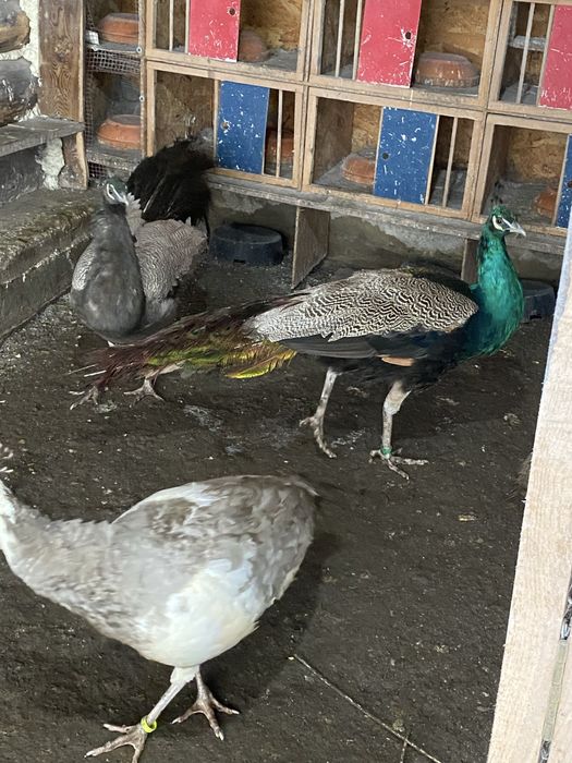 Vand pauni  Silvar pied. Alechin ochi alb umar negru