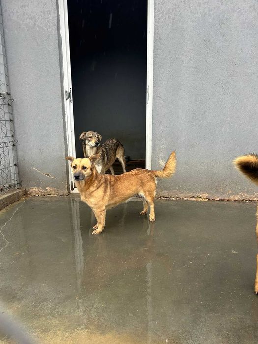 Adopta un caine - un sufletel are nevoie de stapan!