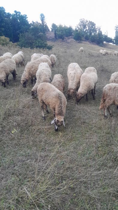 Berbecuti de vanzare