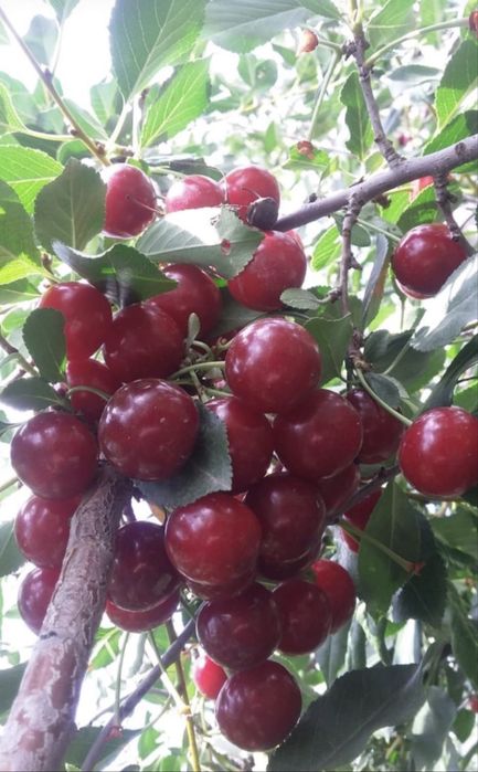 Вишня домашнюю, продам