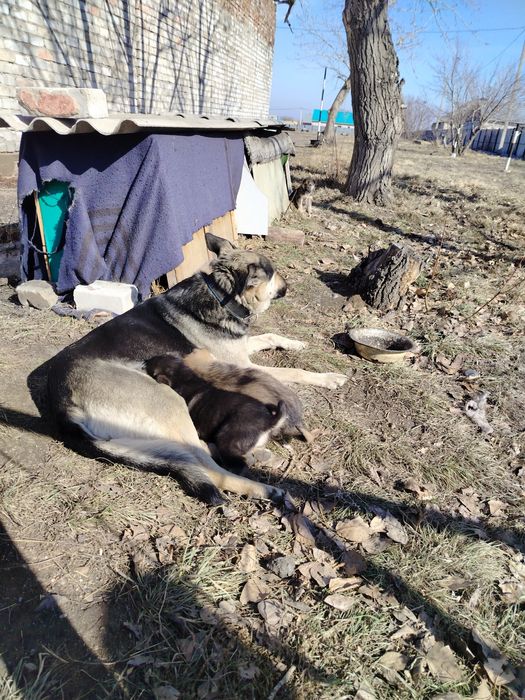 Отдам щенят бесплатно