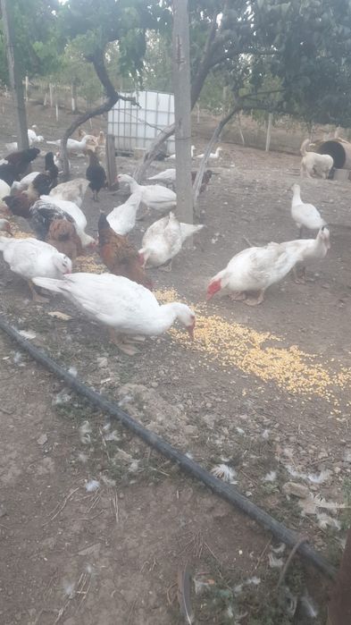 Vând rațe mute de anul acesta