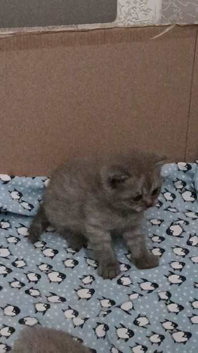 Мушукчалар соглом зотдор