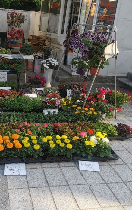 Цветя, букети, аранжировки, венци в град Пещера