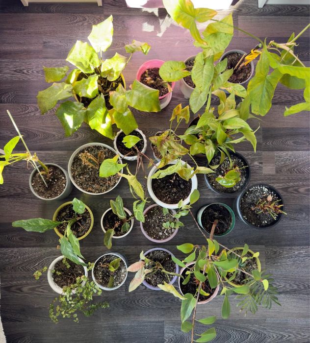 Продам комнатные цветы