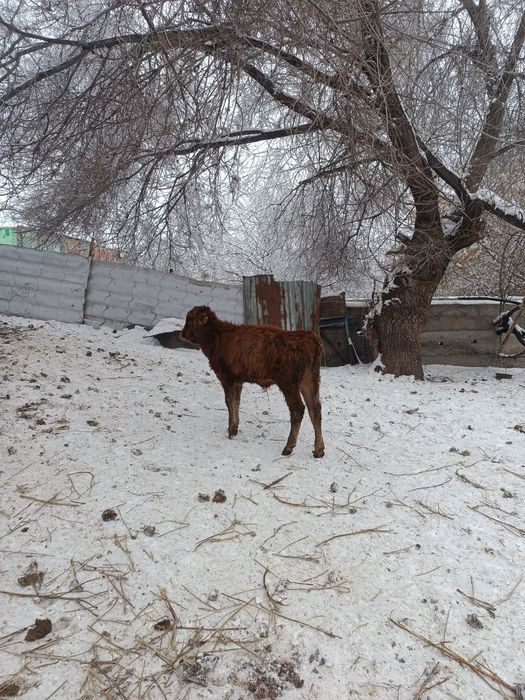 Продам быка бык.