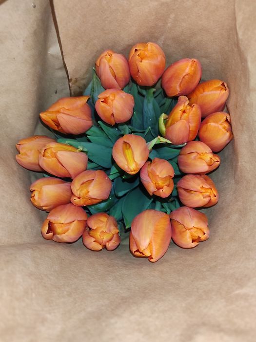 Тюльпаны  Алматы