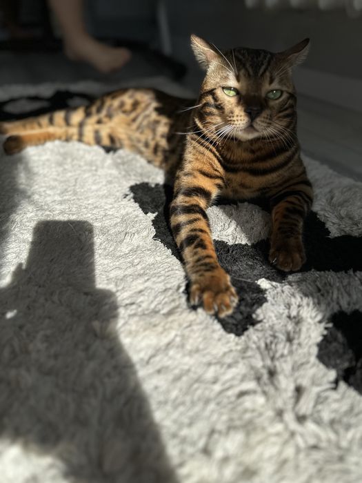 Бенгал на вязку с родословной