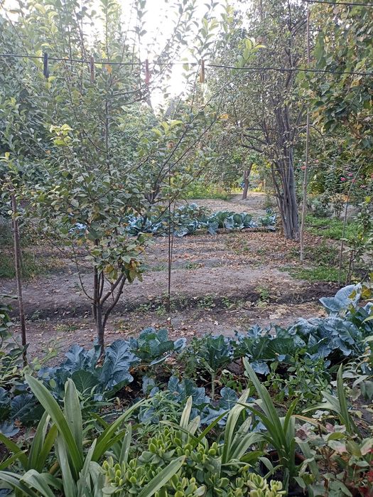 Продается дом с большим участком