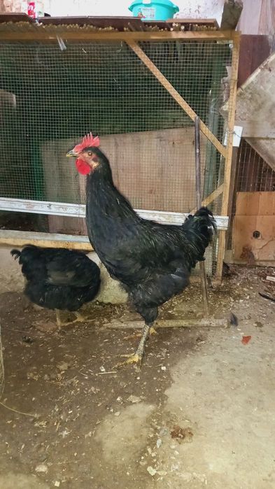 Qora shag'zoda xoroz