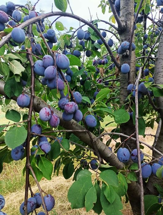 Vand prune gata culese