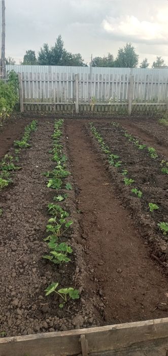 Продам дачу в обществе Борки