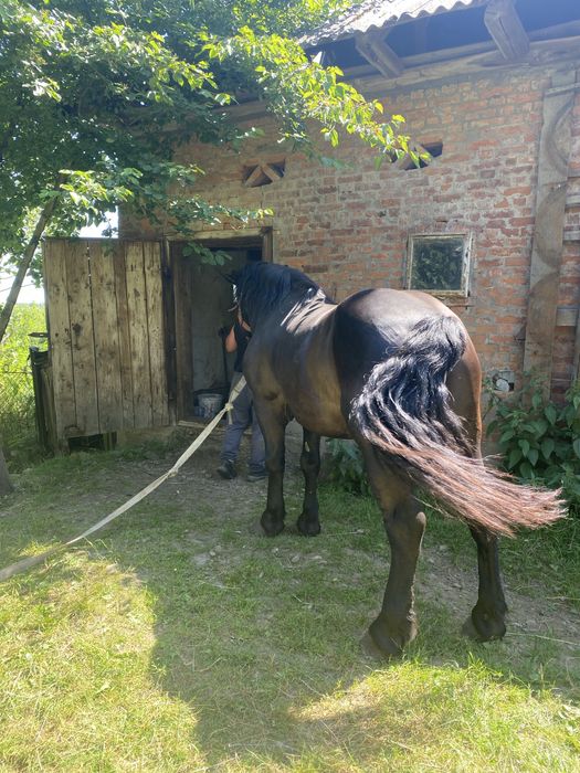 Armasar negru superb