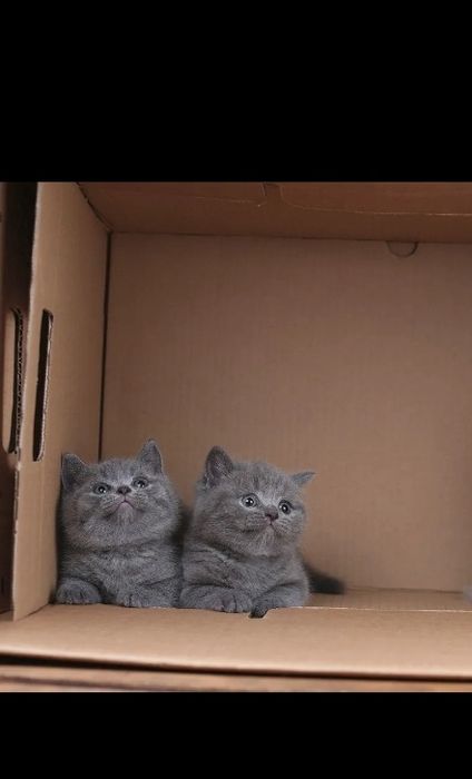 Британские котята
